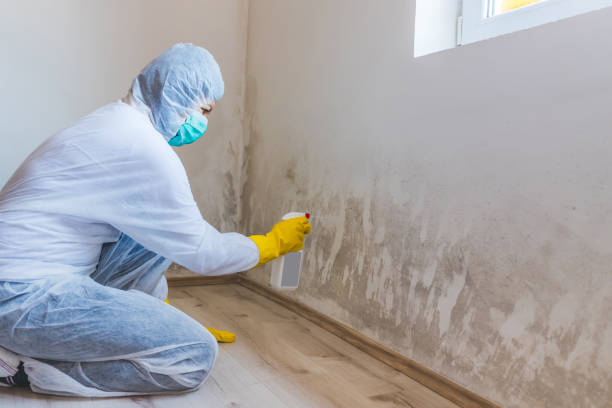 Licensed Commercial Mold Remediation service in Bellaire, TX - WQB Mold Removal